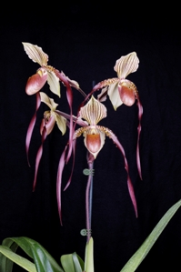 Paph. Shin-Yi Dragon Thornton Fu Manchu HCC/AOS 79 pts.